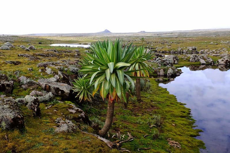 Bale Mountains National Park