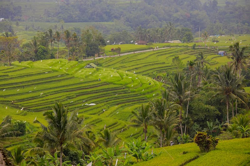 Cultural Landscape of Bali Province: the Subak System as a Manifestation of the Tri Hita Karana Philosophy